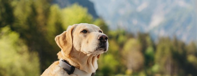 A dog wearing a Tractive GPS tracker