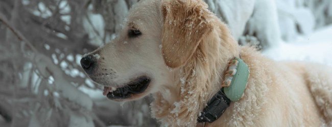 A dog wearing a Tractive GPS tracker in the snow