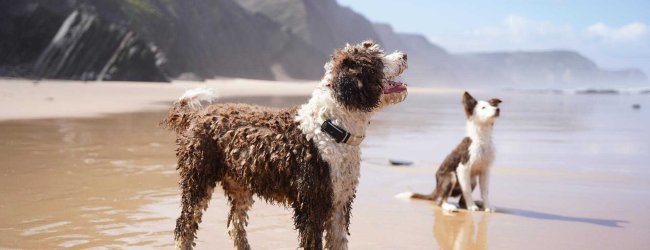 Une paire de chiens portant des traceurs GPS Tractive sur la plage.