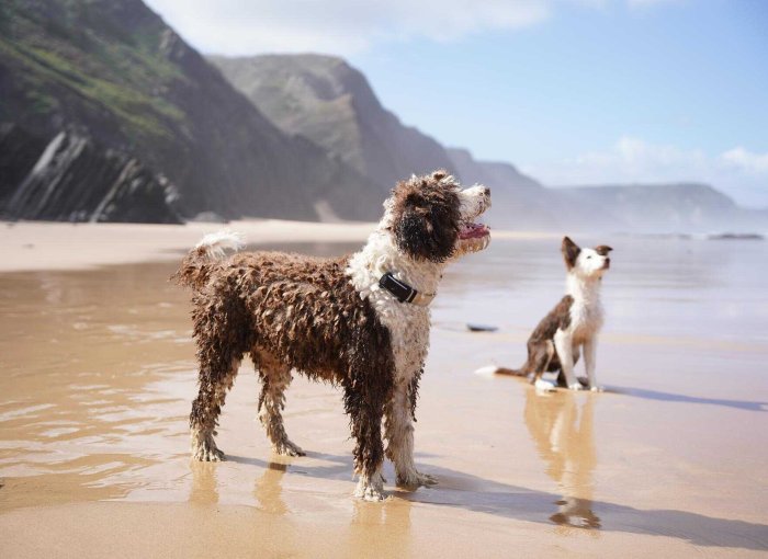 Une paire de chiens portant des traceurs GPS Tractive sur la plage.