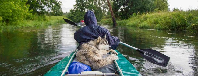 Mann fährt Kanu mit seinem Husky