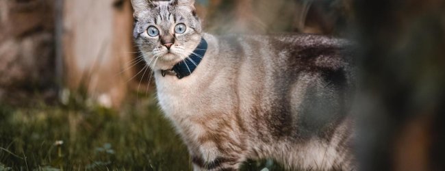 A cat wearing a Tractive GPS tracker