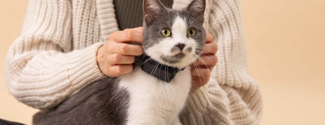 En katt iført halsbånd med en GPS-tracker
