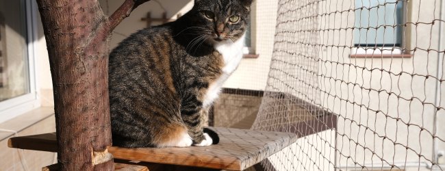 A cat sitting in a tree on a balcony secured with a net.