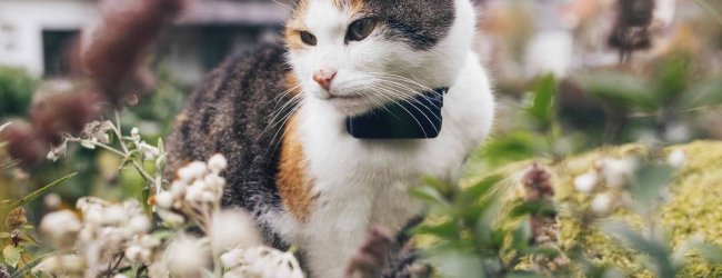 A cat wearing a Tractive GPS & Health tracker