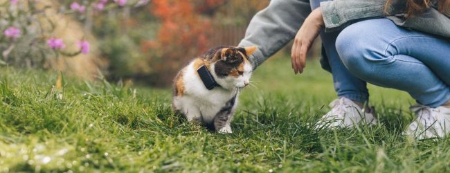 A cat wearing a Tractive GPS & Health tracker