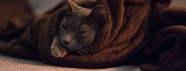 A cat wrapped in a brown blanket