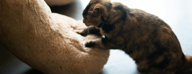 a cat making biscuits on a soft plush pillow