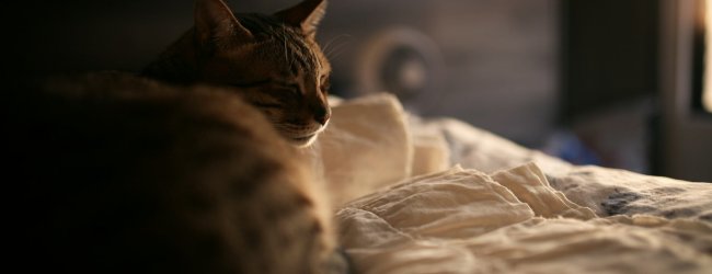 cat in bed at night