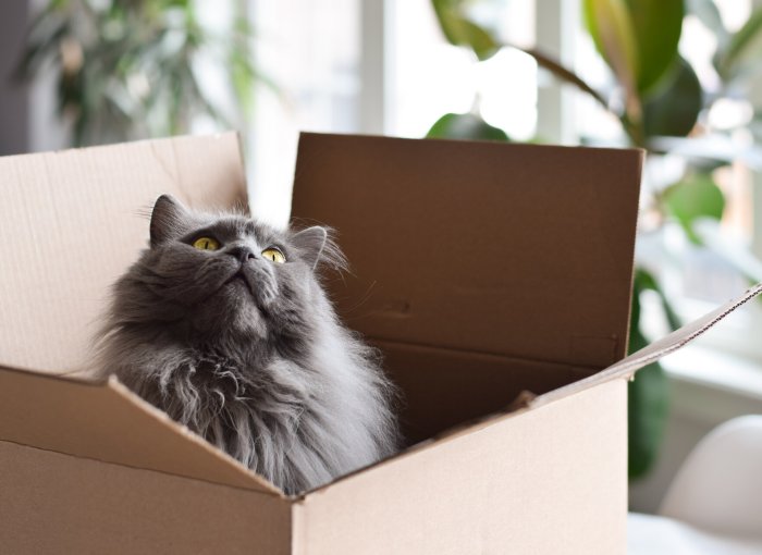 A cat sitting inside a cardboard box