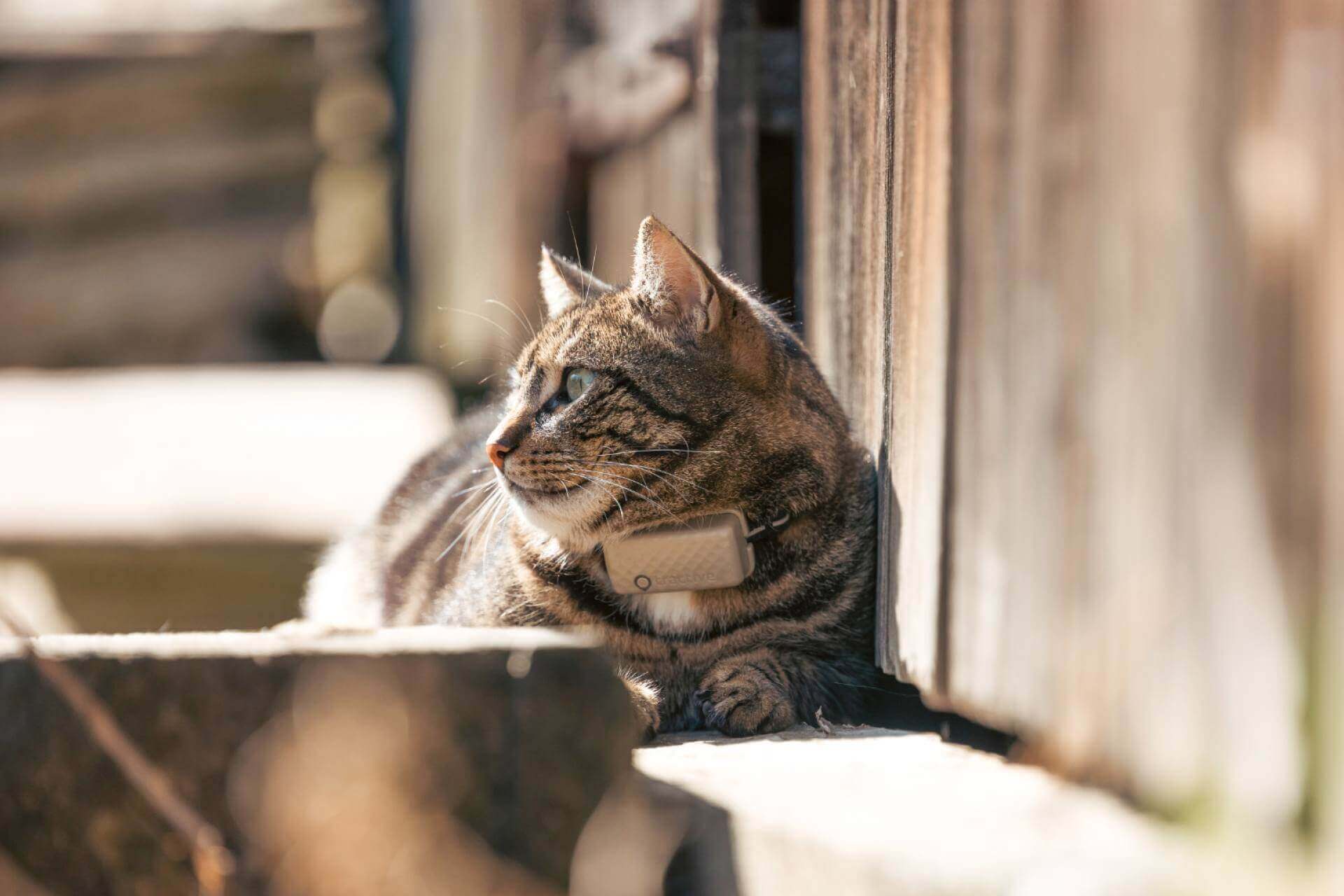 brun udend&oslash;rs-kat med en GPS-kattetracker fra Tractive