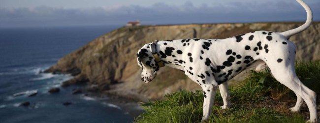 A blind dog wearing a Tractive GPS & Health tracker