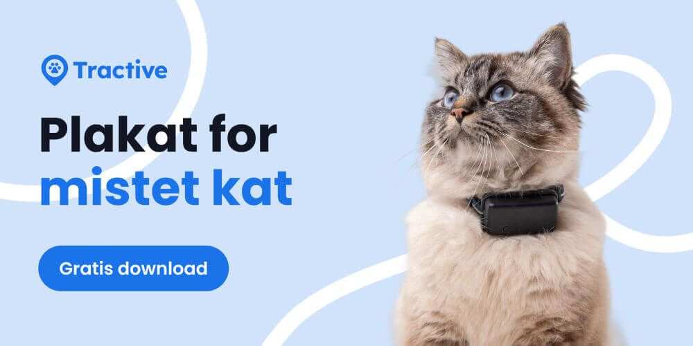 Plakat for mistet kat