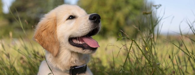 A puppy wearing a Tractive GPS tracker