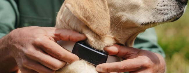 A dog wearing a Tractive GPS tracker