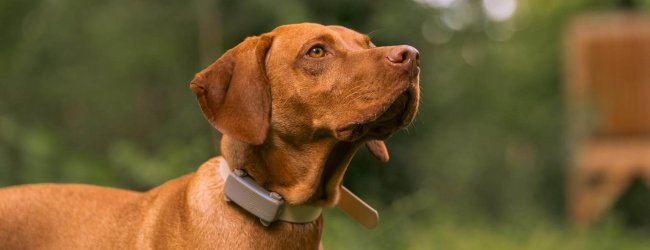 en brun hund utendørs iført en brun tractive smart gps-tracker for hunder på halsbåndet