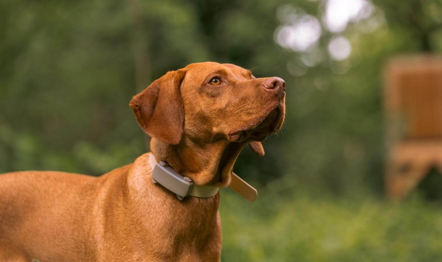 brown dog outside wearing a brown tractive smart dog gps tracker collar