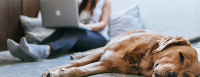 brown dog lying on a bed next to a woman working on a laptop