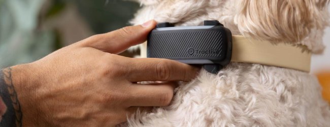 Nahaufnahme eines Tractive GPS-Hundetrackers am Hundehalsband