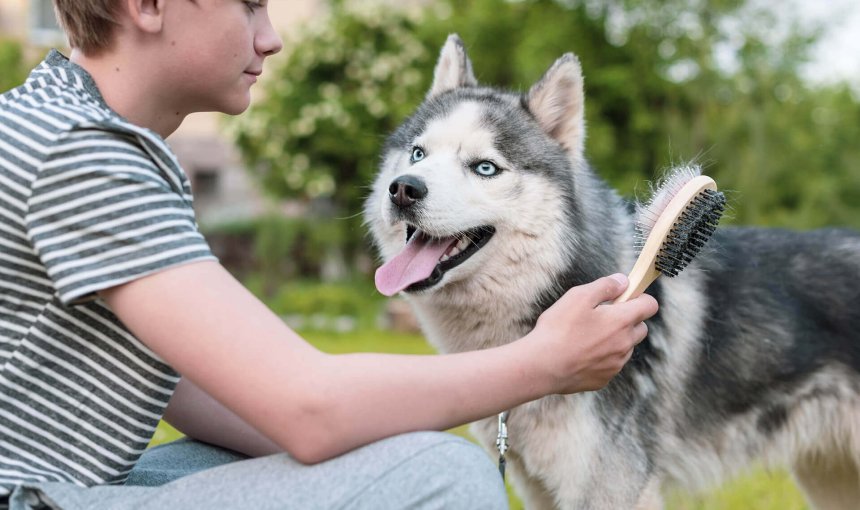 Boy with a brush in his hand next to a husky