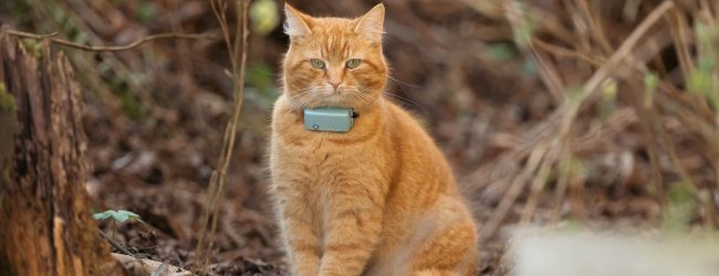 A cat wearing a Tractive GPS tracker