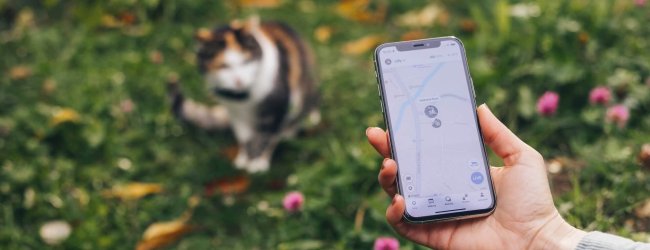 gps-sporingsapp på en smarttelefon foran og en katt iført GPS-tracker i bakgrunnen