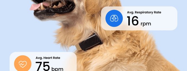 hund som bærer en svart hundetracker fra Tractive med overvåking av vitale tegn (puls og pustefrekvens)