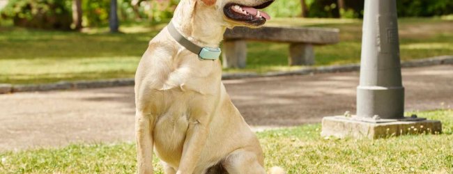 En hund som bär en Tractive GPS & Hälsospårare