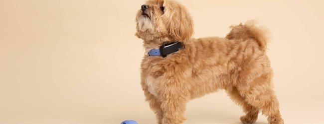 Liten ljusbrun hund som bär ett blått halsband med Tractive GPS-tracker, står bredvid hundleksaker