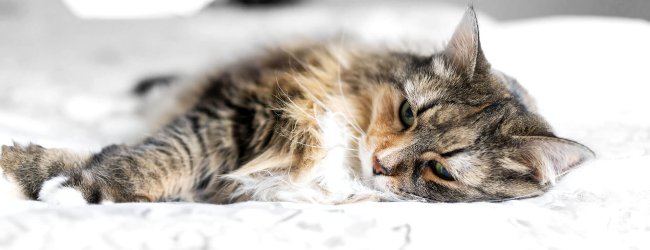 Langhaarige Katze liegt seitlich auf einem Möbelstück