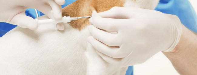 hund bliver mikro-chippet