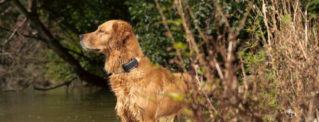 En hund som bär en Tractive GPS & Health-tracker