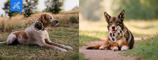 two dogs sitting outside, one wearing a GPS pet tracker, the other wearing a RF radiofrequency tracker for pets