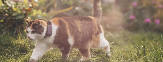 A cat wearing a Tractive GPS tracker