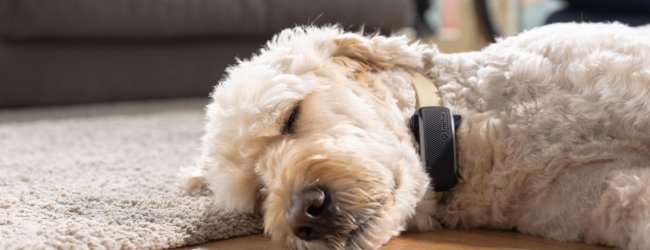 A dog sleeping with a Tractive GPS tracker on