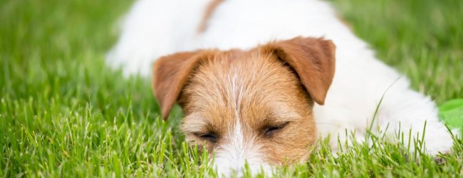 En hund som ligger på en gräsmatta.