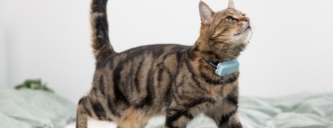 A cat wearing a Tractive GPS & Health tracker