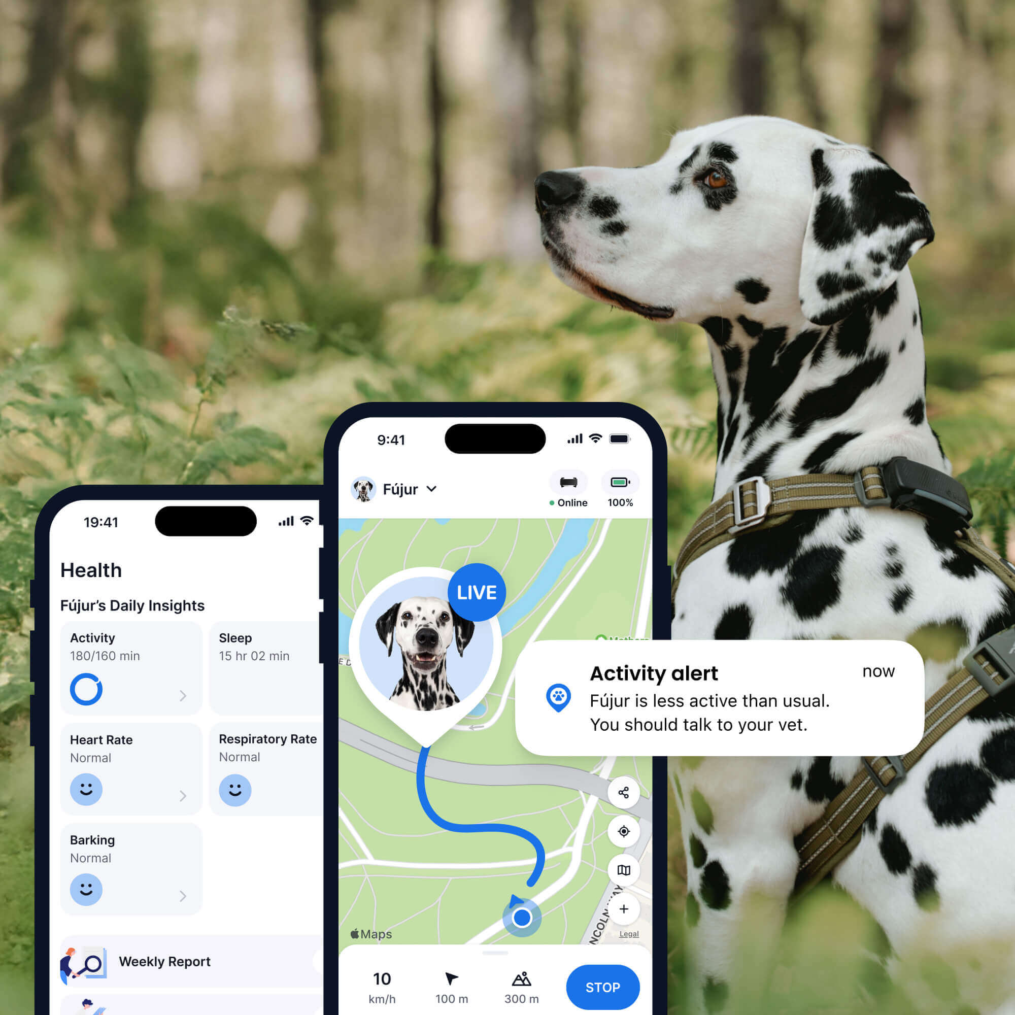 Bild eines Dalmatiners mit einem Tractive GPS- und Gesundheitstracker für Hunde, Wald im Hintergrund, zwei App-Bildschirme im Vordergrund (Gesundheit, Aktivität und GPS-Tracking für Hunde)