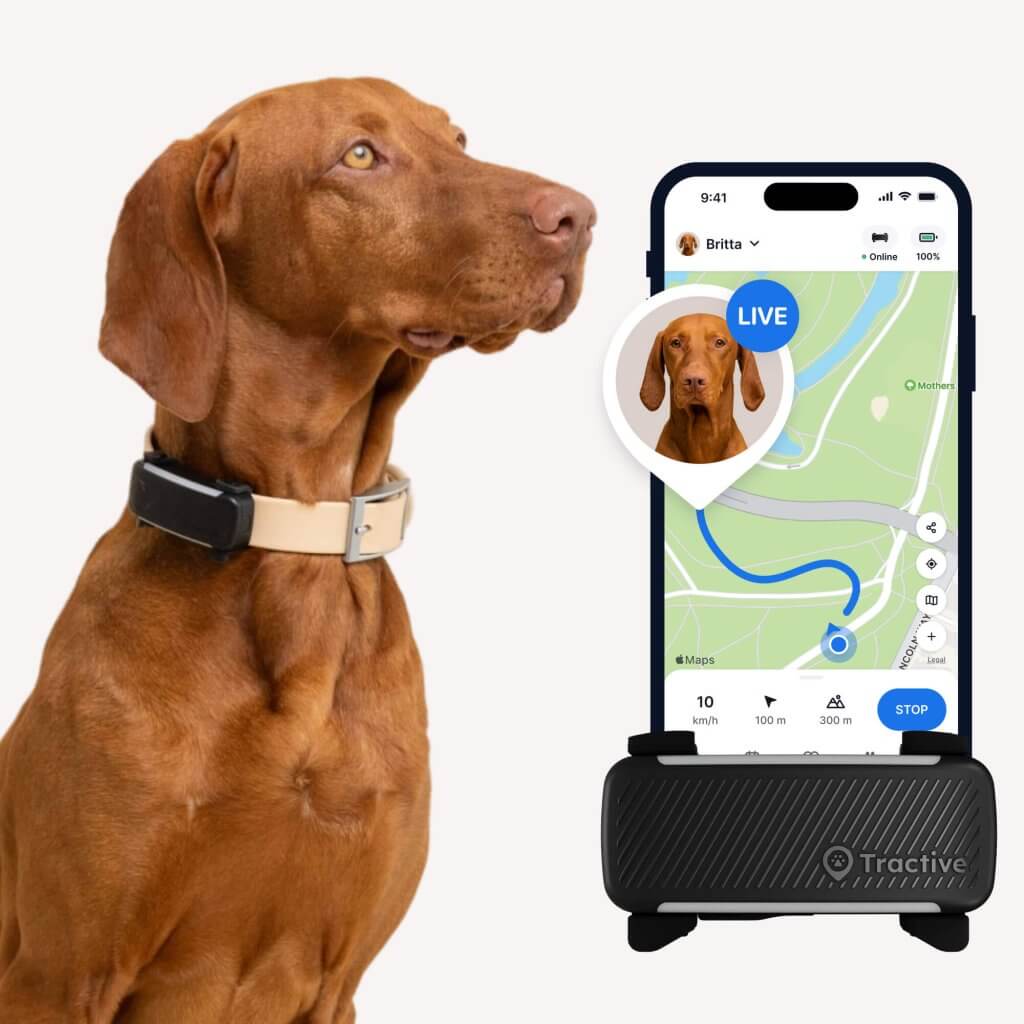 Ein brauner Hund mit einem GPS-Halsband wird neben einem Smartphone gezeigt. Auf dem Bildschirm des Telefons wird eine Karte mit einer LIVE-Tracking-Funktion angezeigt, die den Standort des Hundes hervorhebt. Die Karte wird auf einem Gerät angezeigt, auf dem unten die Marke „Tractive" sichtbar ist.