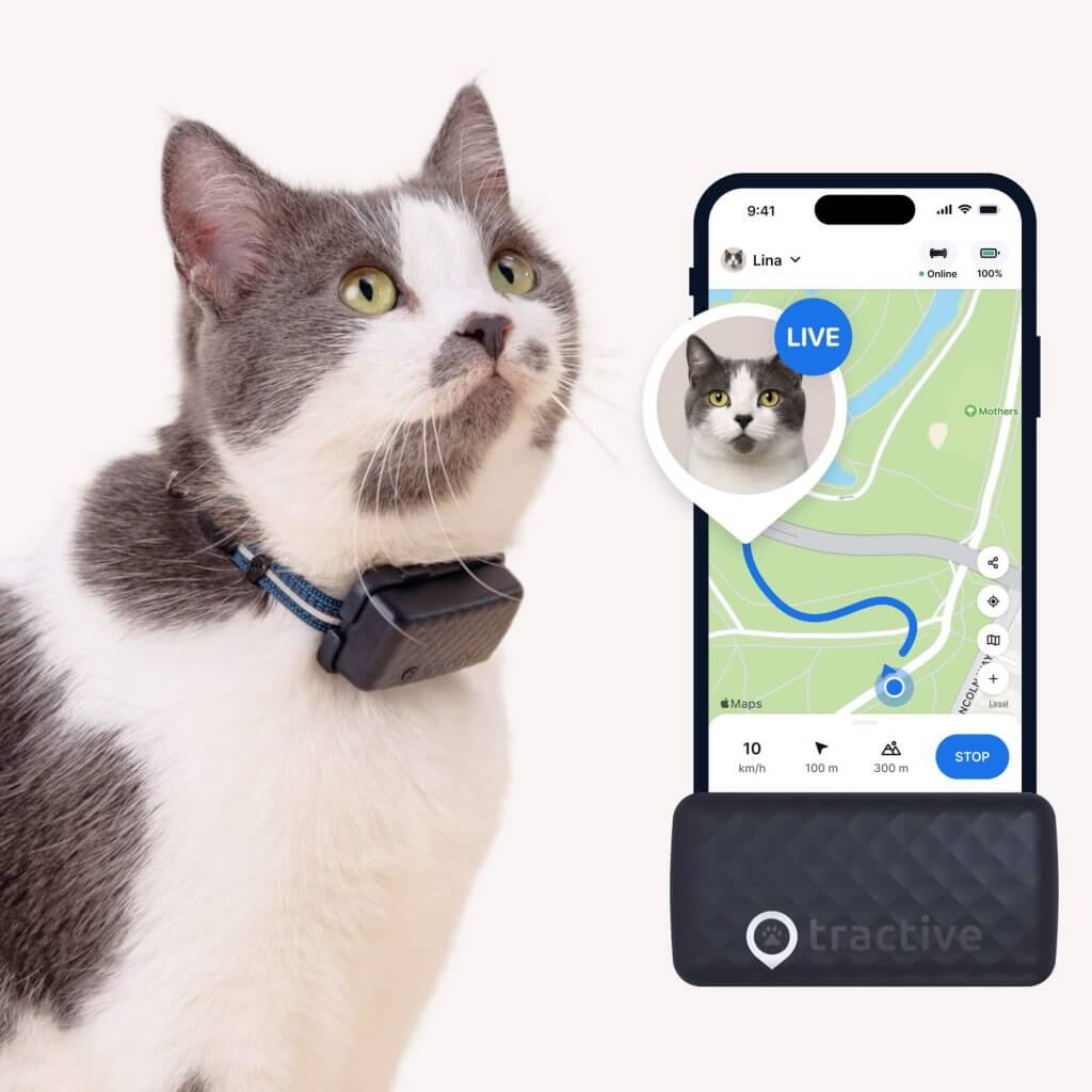 cat wearing Tractive Smart GPS Cat Tracker, cat tracking app live tracking screenshot and cat tracking collar